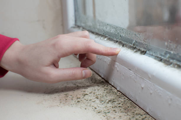 Best Asbestos and Lead Testing During Mold Inspection  in Amarillo, TX